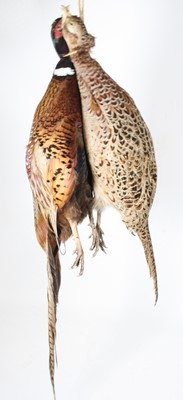 Lot 914 - A brace of taxidermy male and female pheasants...