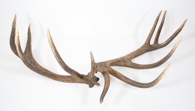 Lot 912 - A pair of unmounted Stag antlers, each having...