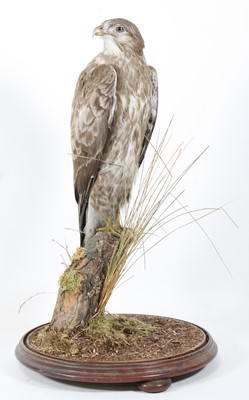 Lot 940 - An early 20th century taxidermy Common Buzzard...