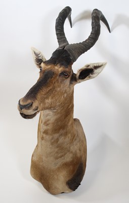 Lot 938 - A taxidermy Hartebeest (Alcelaphus caama),...