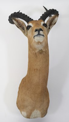 Lot 918 - A taxidermy Common Impala (Aepyceros Melampus),...