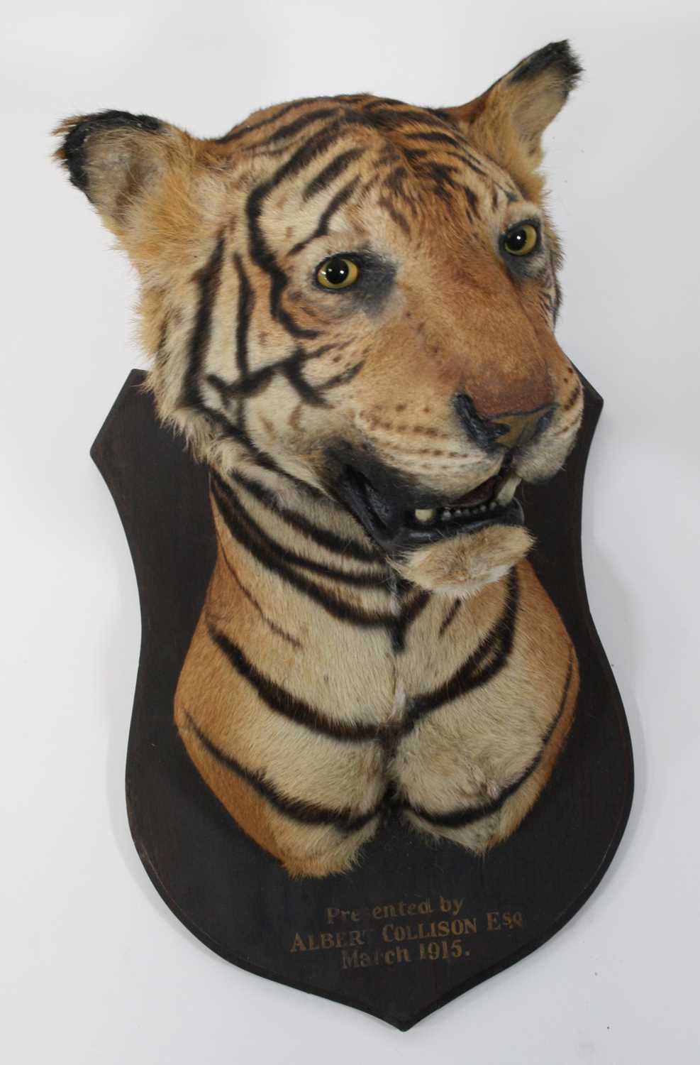 Lot 949 - An early 20th century taxidermy Bengal Tiger...