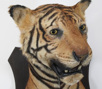 Lot 949 - An early 20th century taxidermy Bengal Tiger...