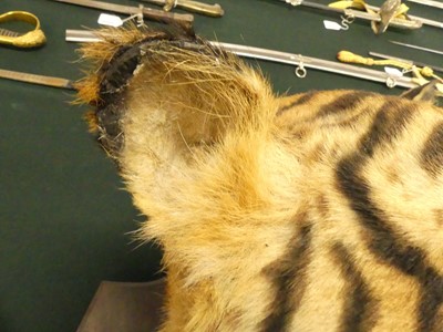 Lot 949 - An early 20th century taxidermy Bengal Tiger...