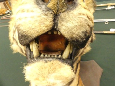 Lot 949 - An early 20th century taxidermy Bengal Tiger...