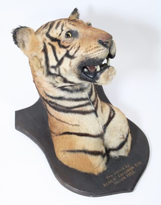 Lot 949 - An early 20th century taxidermy Bengal Tiger...