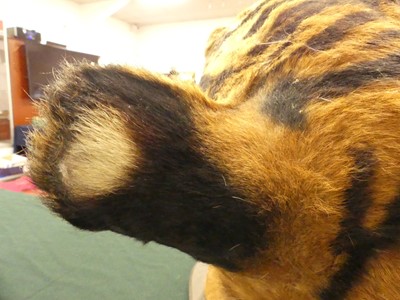 Lot 949 - An early 20th century taxidermy Bengal Tiger...