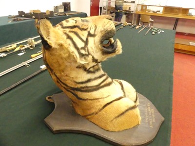 Lot 949 - An early 20th century taxidermy Bengal Tiger...