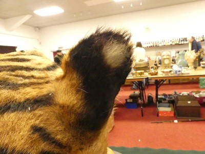 Lot 949 - An early 20th century taxidermy Bengal Tiger...