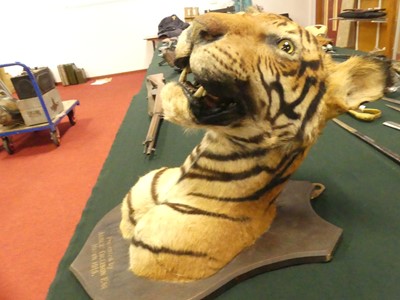 Lot 949 - An early 20th century taxidermy Bengal Tiger...