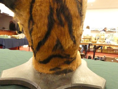 Lot 949 - An early 20th century taxidermy Bengal Tiger...