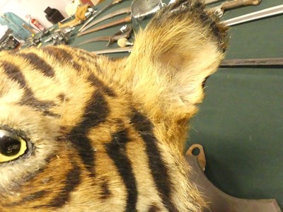 Lot 949 - An early 20th century taxidermy Bengal Tiger...