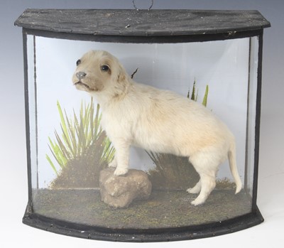 Lot 939 - A taxidermy Golden Retriever Puppy (Canis...