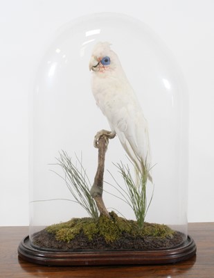 Lot 925 - An early 20th century taxidermy Little Corella...