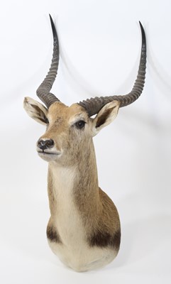 Lot 910 - A taxidermy Lechwe (Kobus leche), shoulder...