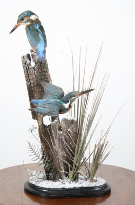 Lot 943 - A pair of taxidermy Kingfishers (Alcedo...