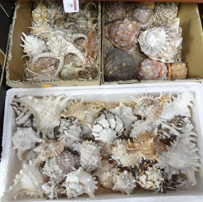 Lot 78 - Three boxes of shells; conch, murex, and...