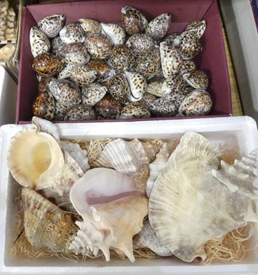 Lot 79 - Two boxes of shells to include cowrie and conch