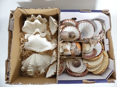 Lot 80 - Two boxes of shells to include clams and cockles