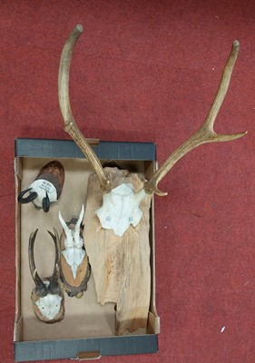 Lot 644 - A pair of deer antlers mounted to a...