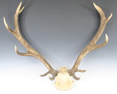 Lot 931 - A pair of Stag antlers, on cut upper skull,...