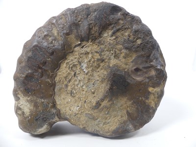 Lot 496 - A specimen ammonite, probably Hildoceras...