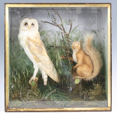 Lot 3603 - An early 20th century taxidermy Barn Owl (Tyto...