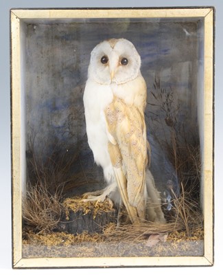 Lot 3586 - An early 20th century taxidermy Barn Owl (Tyto...