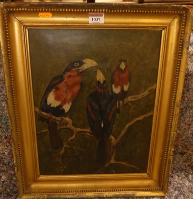 Lot 1037 - Late 19th century school - three parrots, oil...