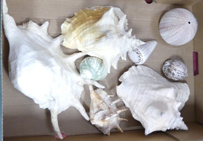 Lot 711 - A collection of sea shells to include conch,...