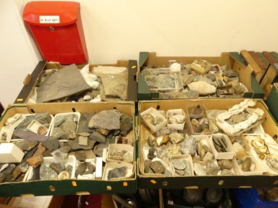 Lot 598 - Four boxes of various rock and fossil specimens