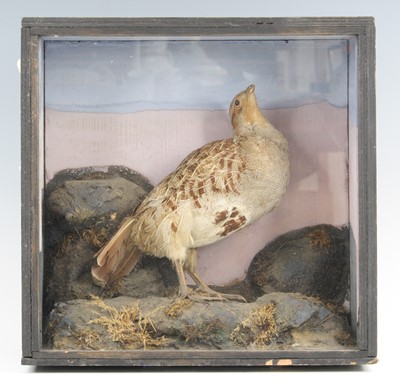 Lot 3610 - An early 20th century A taxidermy Grey...