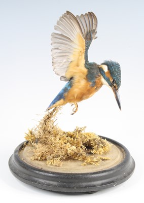 Lot 3613 - A taxidermy Kingfisher (Alcedo atthis),...