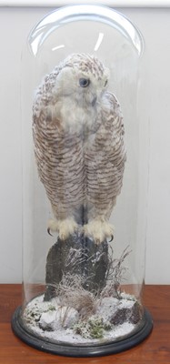 Lot 3692 - A large Victorian taxidermy Snowy Owl (Bubo...
