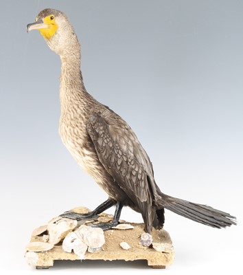 Lot 3654 - A taxidermy Cormorant (Phalacrocorax carbo),...