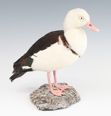 Lot 3639 - A taxidermy Raja Shelduck (Radjah radjah),...