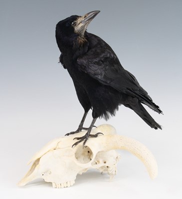 Lot 3666 - A taxidermy European Rook (Corvus frugilegus),...