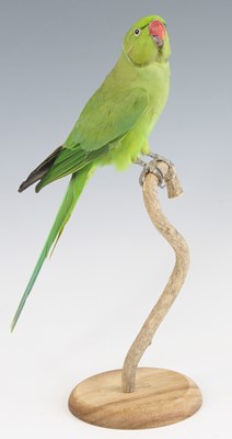 Lot 3661 - A taxidermy Green Parakeet (Psittacara...