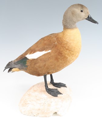 Lot 3640 - A taxidermy South African Shelduck (Tadorna...