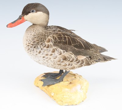 Lot 3634 - A taxidermy Red-billed Teal (Anas...