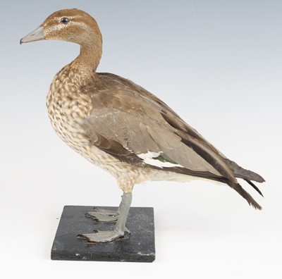 Lot 3637 - A taxidermy Maned Duck  (Chenonetta jubata),...
