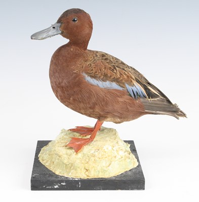 Lot 3638 - A taxidermy Cinnamon Teal (Spatula cyanoptera),...