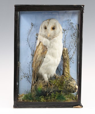 Lot 3663 - A late Victorian taxidermy Barn Owl (Tyto...