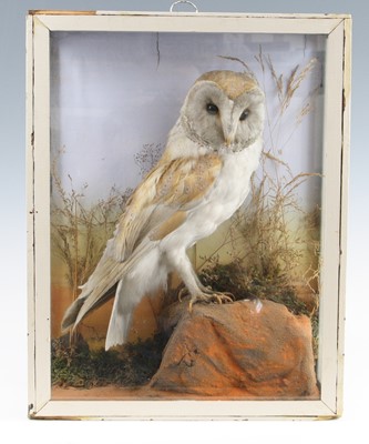 Lot 3664 - A late Victorian taxidermy Barn Owl (Tyto...