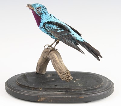 Lot 3585 - A taxidermy Spangled Cotinga (Cotinga cayana),...