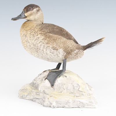 Lot 3630 - A taxidermy Ruddy Duck (Oxyura jamaicensis),...