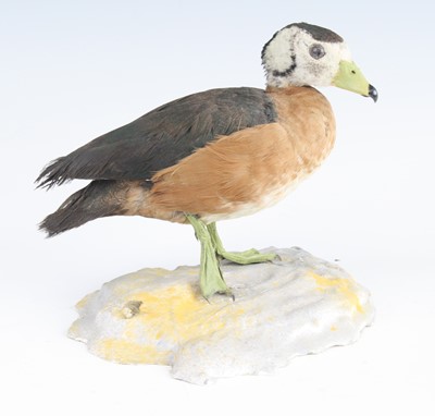 Lot 3653 - A taxidermy African Pygmy Goose (Nettapus...