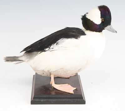 Lot 3660 - A taxidermy male Bufflehead Duck (Bucephala...