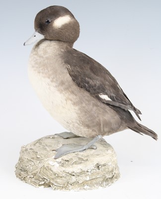 Lot 3641 - A taxidermy female Bufflehead Duck (Bucephala...