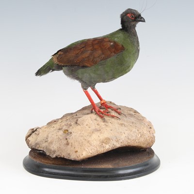 Lot 3629 - A taxidermy Crested Wood Pigeon (Rollulus...